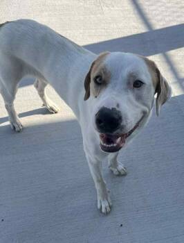 Rescue Mixed Breed Dogs for Adoption in Lampasas, Texas - Nissan | PetCurious