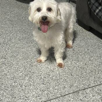 Coton De Tulear Dogs Available for Adoption in Antwerp, Ohio - Poppy  | PetCurious