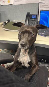 Terrier Dogs Available for Adoption in Sacramento, California - Onyx | PetCurious