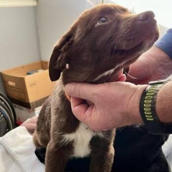 Chocolate Labrador Retriever and Border Collie Dogs Available for Adoption - Luna Lu | PetCurious