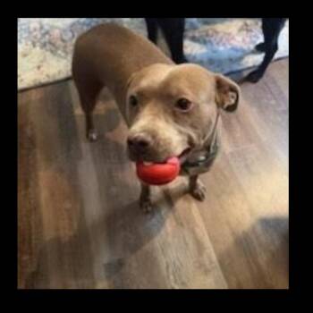 Pit Bull Terrier Dogs Available for Adoption in Cumming, Georgia - Canela | PetCurious