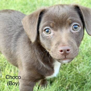 Choco -  Chihuahua and Mixed Breed Dog for Adoption in Spokane, Washington - Choco | PetCurious