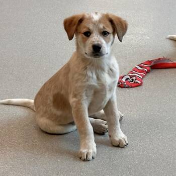 Lemon -  Mixed Breed Dog for Adoption in Hailey, Idaho - Lemon | PetCurious
