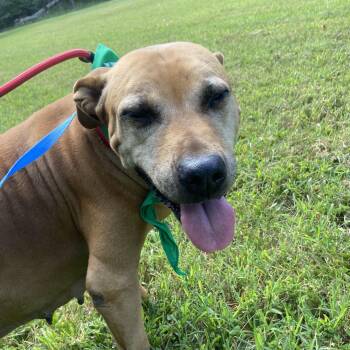 Gigi Goode -  Mixed Breed Dog for Adoption in Hillsboro, Missouri - Gigi Goode | PetCurious