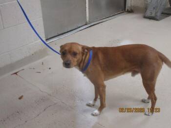 Terrier Dogs Available for Adoption - Jasper(201) | PetCurious