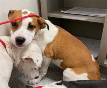 Pit Bull Terrier and Mixed Breed Dogs Available for Adoption in Pasadena, Texas - A184327 | PetCurious