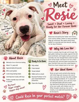 Rosie -  American Bulldog and Mixed Breed Dog for Adoption in Marion, Texas - Rosie | PetCurious