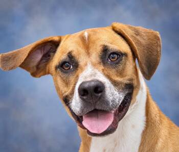 Asher -  Hound Dog for Adoption in Manchester, Connecticut - Asher | PetCurious