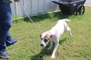 Luke -  Mixed Breed Dog for Adoption in Kenansville, North Carolina - Luke | PetCurious