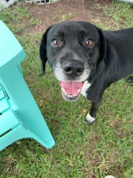 Duke -  Mixed Breed Dog for Adoption in Myrtle Beach, South Carolina - Duke | PetCurious