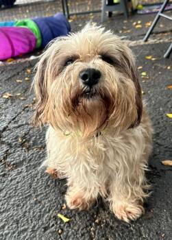 andreia -  Terrier Dog for Adoption in Margate, Florida - Andreia | PetCurious
