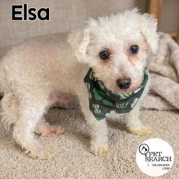 Elsa -  Havanese and Miniature Poodle Dog for Adoption in Washington, Pennsylvania - Elsa | PetCurious