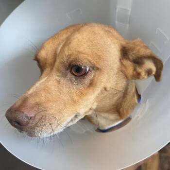 Cee cee -  Mixed Breed Dog for Adoption in Leander, Texas - Cee Cee | PetCurious