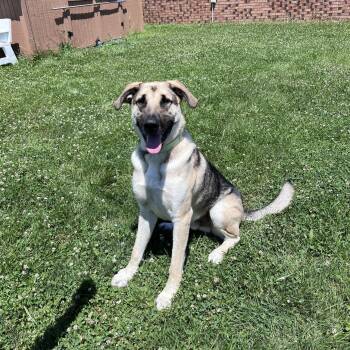 Sawyer -  German Shepherd Dog Dog for Adoption in West Jefferson, Ohio - Sawyer | PetCurious