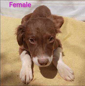 Spaniel and Brittany Spaniel Dogs Available for Adoption in Thompson Falls, Montana - Mallory | PetCurious