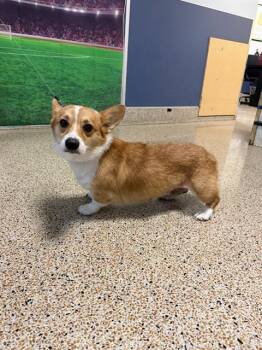 NADIA -  Cardigan Welsh Corgi Dog for Adoption in Doral, Florida - NADIA | PetCurious