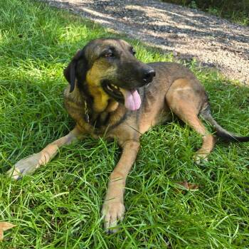 Rescue German Shepherd Dog Dogs for Adoption in Helena, Alabama - Bear | PetCurious