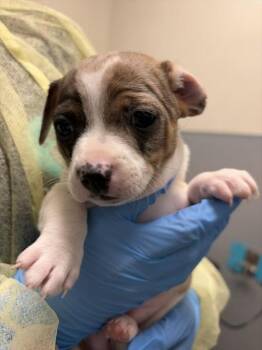 Terrier Dogs Available for Adoption - MAGGIE | PetCurious