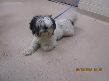 Lula(321) -  Shih Tzu Dog for Adoption in Marietta, Georgia - Lula(321) | PetCurious
