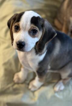 Beagle Dogs Available for Adoption - Morgan | PetCurious