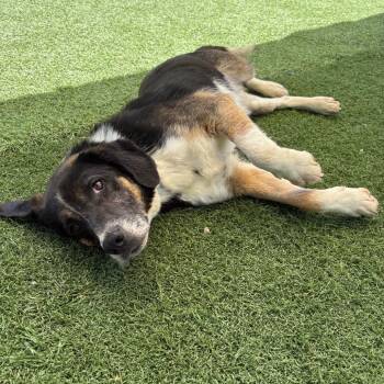 Beagle and Mixed Breed Dogs Available for Adoption in Batavia, Ohio - Rowdy | PetCurious