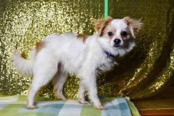 Buckbeak -  Chihuahua and Shih Tzu Dog for Adoption in Yakima, Washington - Buckbeak | PetCurious