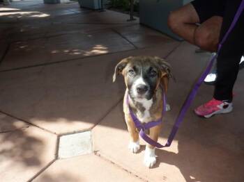 A1413268 -  German Shepherd Dog Dog for Adoption in San Jose, California - A1413268 | PetCurious