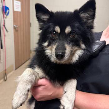 Bjork -  Siberian Husky and Pomeranian Dog for Adoption in Bristol, Indiana - Bjork | PetCurious