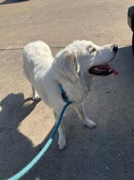 OAKS -  Mixed Breed Dog for Adoption in Dallas, Texas - OAKS | PetCurious