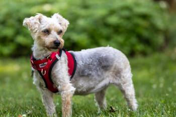 Arabella -  Yorkshire Terrier and Schnoodle Dog for Adoption in Harrison, New York - Arabella | PetCurious
