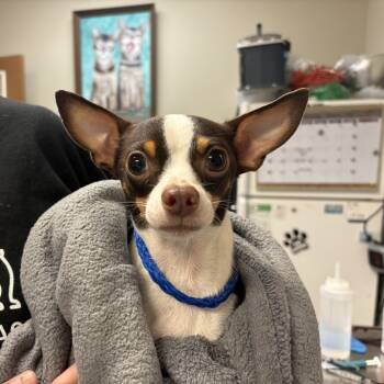 Rescue Chihuahua Dogs for Adoption in Fulton, Texas - Poppy | PetCurious