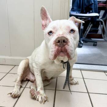 English Bulldog Dogs Available for Adoption - TUSC-Stray-83730 | PetCurious