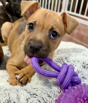 Haven -  Pit Bull Terrier Dog for Adoption in Greenlawn, New York - Haven | PetCurious