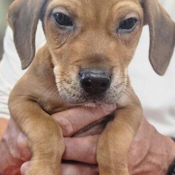 Beagle and Mixed Breed Dogs Available for Adoption in Leesburg, Alabama - Ragnar | PetCurious