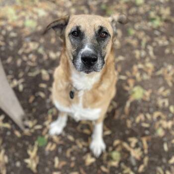 Abby -  Belgian Shepherd Malinois and Black Mouth Cur Dog for Adoption in Spokane, Washington - Abby | PetCurious