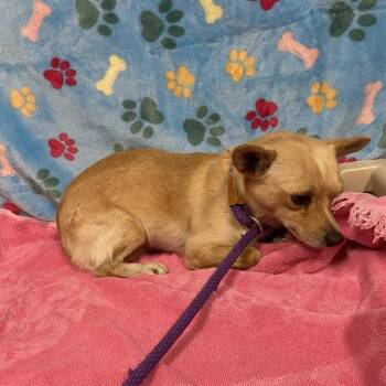 ITTY -  Chihuahua and Mixed Breed Dog for Adoption in Modesto, California - ITTY | PetCurious