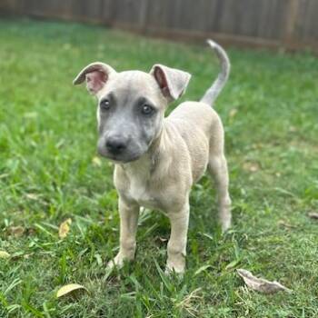 Rescue Labrador Retriever and Hound Dogs for Adoption in Houston, Texas - Macy Gray | PetCurious