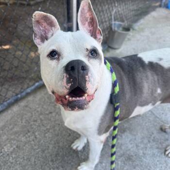 Buster -  Pit Bull Terrier Dog for Adoption in Philadelphia, Pennsylvania - Buster | PetCurious
