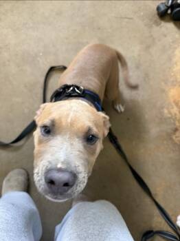 Mel -  Bulldog Dog for Adoption in Marshall, North Carolina - Mel | PetCurious