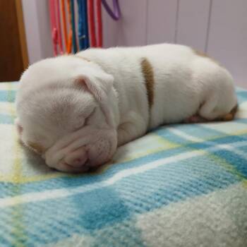 Pit Bull Terrier and Mixed Breed Dogs Available for Adoption - Philip | PetCurious