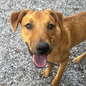 Speaker -  Mixed Breed Dog for Adoption in Asheville, North Carolina - Speaker | PetCurious
