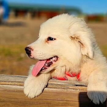 Great Pyrenees Dogs Available for Adoption - Goose CI | PetCurious