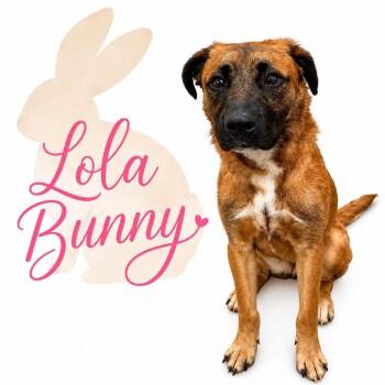 Mixed Breed Dogs Available for Adoption in Memphis, Tennessee - LOLA BUNNY | PetCurious