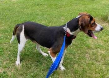 Buzz Lightyear -  Treeing Walker Coonhound Dog for Adoption in Westminster, Maryland - Buzz Lightyear | PetCurious