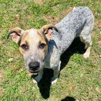 Kenya -  Australian Cattle Dog Blue Heeler and Mixed Breed Dog for Adoption in Brownsboro, Alabama - Kenya | PetCurious