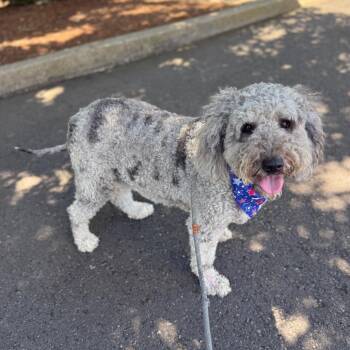 Ryder -  Standard Poodle and Labrador Retriever Dog for Adoption in Newberg, Oregon - Ryder | PetCurious