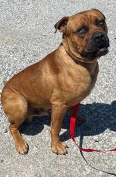 Mastiff and Boxer Dogs Available for Adoption in Mountain View, Arkansas - Bourbon | PetCurious
