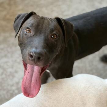 Jude -  Pit Bull Terrier and Labrador Retriever Dog for Adoption in Oak Ridge North, Texas - Jude | PetCurious