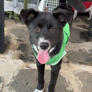 Ollie -  Border Collie and Jindo Dog for Adoption in Danvers, Massachusetts - Ollie | PetCurious