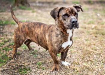Mixed Breed Dogs Available for Adoption - Chevelle | PetCurious